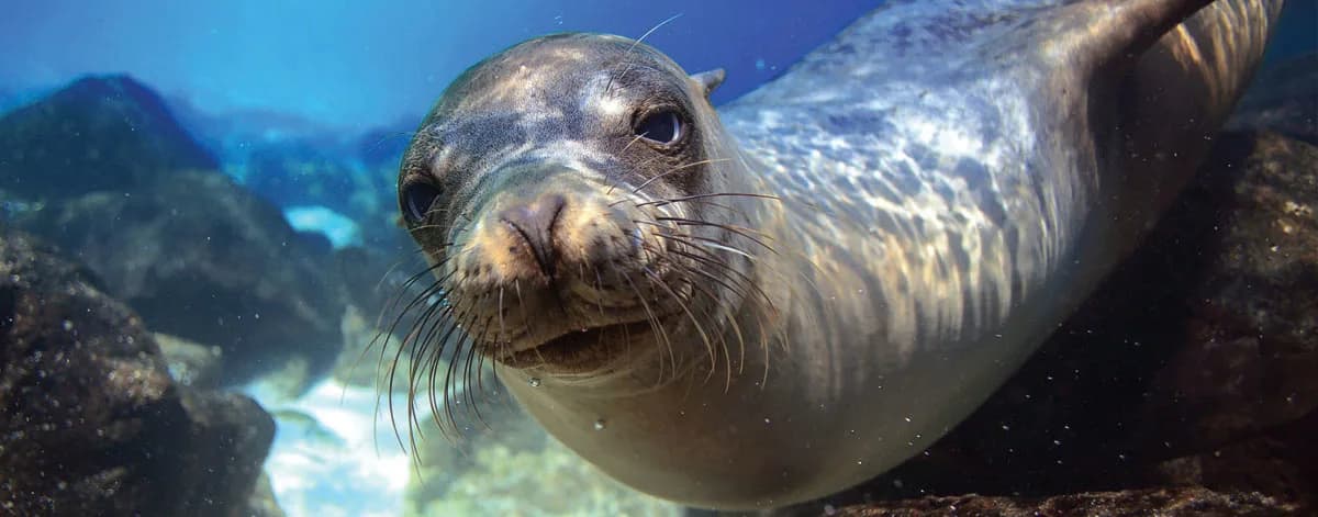 Image of Marine life