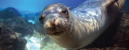 marineLife