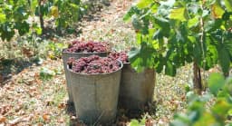 blackCurrant